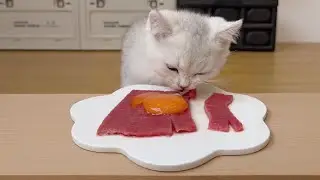 cat eat meatslices 🥩🥚🍳|cat eating sliced meat 🐓| ASMR cat mukbang #cat #cats