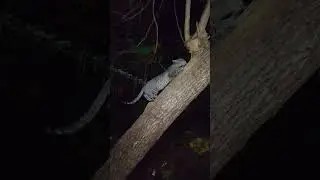 cute cat tree par || cat give the smile channel....