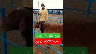 به این میگن قیمت واقعی دام زنده #دامدار #دام #قوچ #گوسفند #حسن_وجدانی #sheep #ranch #farmer #farm
