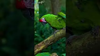 Military macaw Bird #shorts #animals #birds #macaw