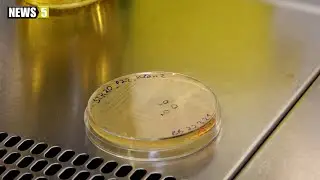 Mikrobiologe entwickelt Covid-19-Impfung zum Schlucken: Mit vier Kapseln in der Woche zum Impfschutz