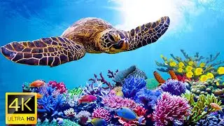 Ocean Dream . 4K Turtle Paradise - Relaxing Nature Under the Sea Movie + Soul Relaxing Piano Music