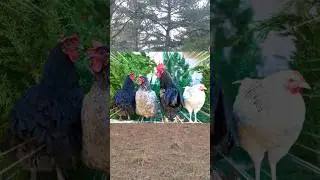 All About Chickens for Kids 🐔 Let's Learn About Chickens 🤠