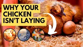 5 Reason&rsquo;s Your Chicken isn&rsquo;t Laying Eggs