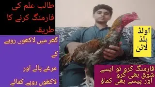 top class aseel murga farm/  shamo murga /farming idea /2023 /
