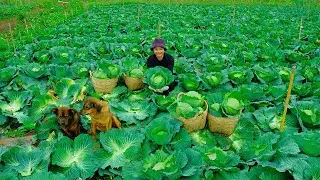 Harvest Cabbage for Cooking and Selling at the Market, then Corn De-tasseling and Leaf Pruning