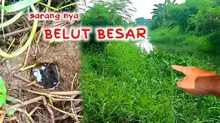 SEPERTI INI CARA SAYA MENCARI LUBANG BELUT BESAR DI SUNGAI YG RIMBUN RUMPUTNYA