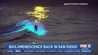 Bioluminescence Back In San Diego