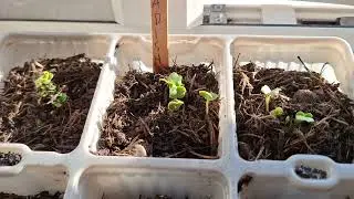 Growing Radishes & Rocket Wasabi 🫜🌿  2025 #3