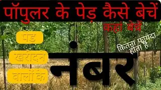 How to sell Poplar trees in India 1 tree selling price profit | Trending Nature