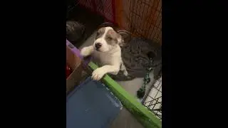 Pitbull Husky Mix .... beautiful puppy 😍 #puppy #art #barberlove #dogbreed #puppies