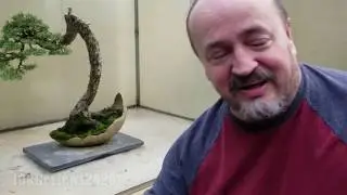 What's the worst example of a bonsai tree?