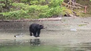 Wildlife Wonders of Haida Gwaii: 6 Minutes of Breathtaking Encounters!