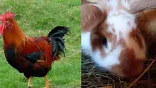 Poranny obrządek💪🧑‍🌾🐔