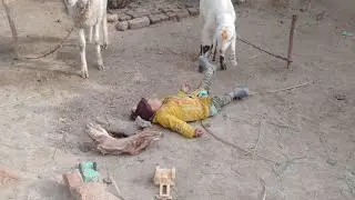 Beautiful village life view and cute baby work  #villaglife 🏘️🐇🐑🐑🐑