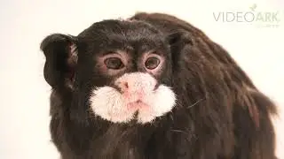 A moustached tamarin (Saguinus mystax) at the Prague Zoo.