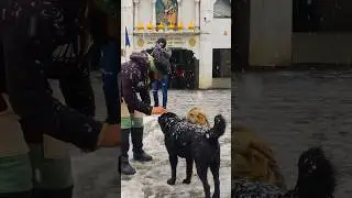 Snowfall in Kasol, Manikaran Himachal ❄️⛄️#shorts #snowfall #snowing #kasolsnowfall