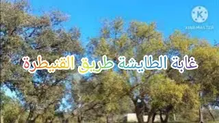 جولة في الغابة الطايشة| الاستمتاع بالجو الجميل|
