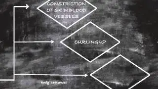 Homeostasis animation video
