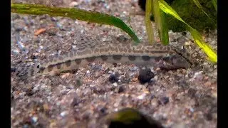 ヒガシシマドジョウ　Japanese striped loach, Shima-dojou　Cobitis sp. BIWAE type C