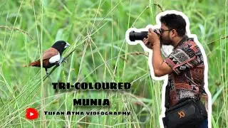 TRI-COLOURED MUNIA SPOTTED! | BIRD VIDEO AND PHOTOGRAPHS