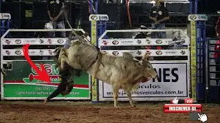 Touro Rei da Gaita da Cia  Shalon  Jr  Bonetti