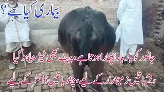 Vagal indigestion in cow | Dr Furqan Basheer