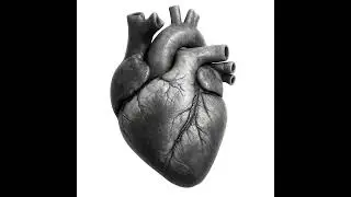 Male heartbeat during pleasure #2 