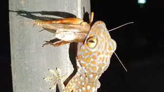 The Gecko is catching food.
