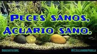 Como cuarentenar peces