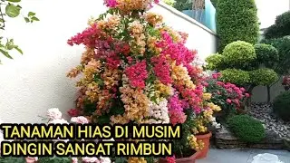 TANAMAN HIAS DI MUSIM DINGIN SANGAT RIMBUN