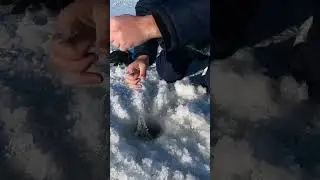 Щука на жерлицы.