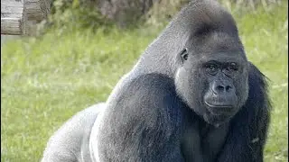 Gorilas una especie incre&iacute;blee que fuimos a ver a Londres 😍