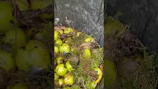 Huge squirrel cache of walnuts, with moss!!