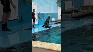 #дельфинарий#животные#live#kidsvideo#морскойкотик#best#кмв#кисловодск#shortsyoutube#bestmoments#top