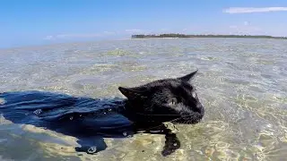 Cat loves to swim and doesn't want to stop!