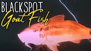 The ever tasty Blackspot Goatfish - Spearfishing Sydney