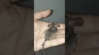 Ratinho resgatado da gata Dalila