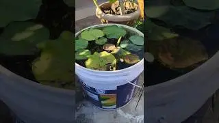 Why do the leaves of the lotus plant turn black?