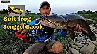 Casting gabus pakai soft frog killer || Senggol bacok !