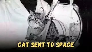 The Forgotten Furry Astronaut F&eacute;licette, ANIMAL THAT HAS BEEN TO SPACE, MUST WATCH