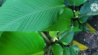 MARANTA CHARUTO.
