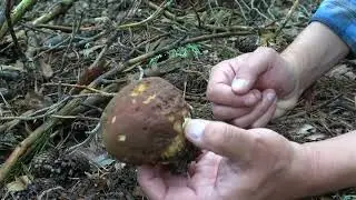 Primer boleto pin&iacute;cola de la temporada