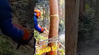 Should the tree be cut down from the bottom or not?!#fall #treecutting #treefelling #shortsfeed