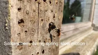 solitary bees in spring, slow-motion
