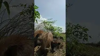 most profitable farm animals#farming  #villagelife  #Shorts