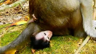 Anna Monkey Ara Is Your Child So Stop From Sit On from Now