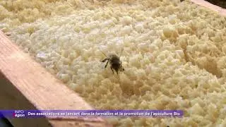 Agriculture biologique - L'apiculture Bio - un sujet MaxTV