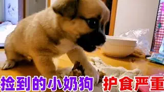 捡到的小奶狗，护食太严重了