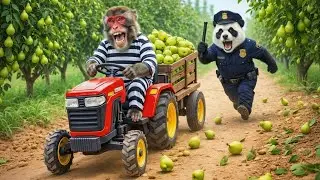 Monkey Mita’s Pear Harvest Turns Into a Story That Changes a Thief’s Heart │funny monkey videos